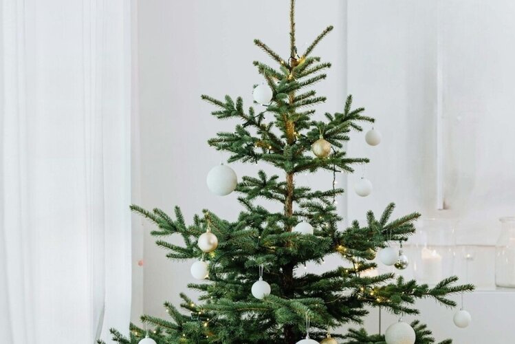 Christbaumverkauf